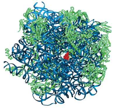 A ribosome bound to an antibiotic drug (red in center)